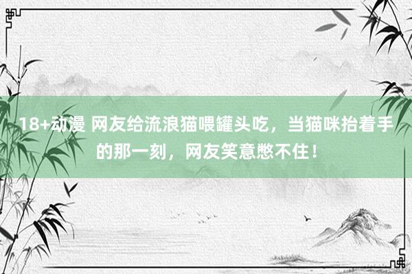 18+动漫 网友给流浪猫喂罐头吃，当猫咪抬着手的那一刻，网友笑意憋不住！