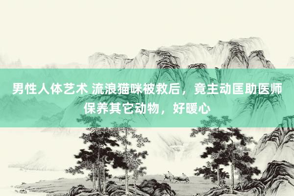 男性人体艺术 流浪猫咪被救后，竟主动匡助医师保养其它动物，好暖心
